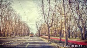 Copou, Iasi (20)
