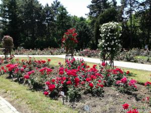 Gradina Botanica, Iasi