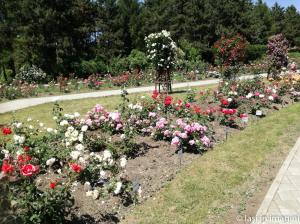 Gradina Botanica, Iasi