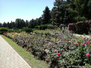 Gradina Botanica, Iasi